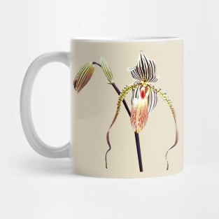 Orchid - Paph Taiwan Mug